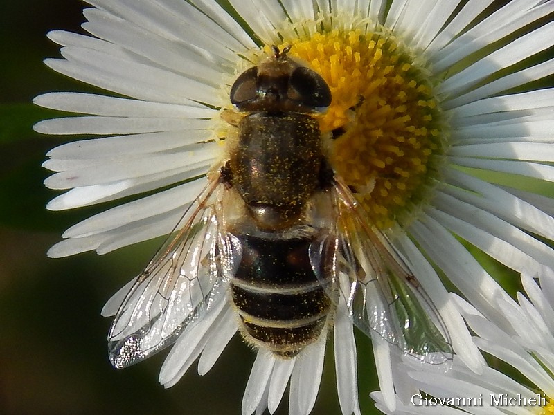 Syrphidae: Eristalis sp., femmina